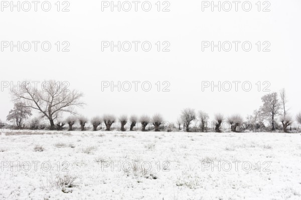 Old gnarled pollarded trees, pollarded willows in the snow on the Lower Rhine, on the left bank of