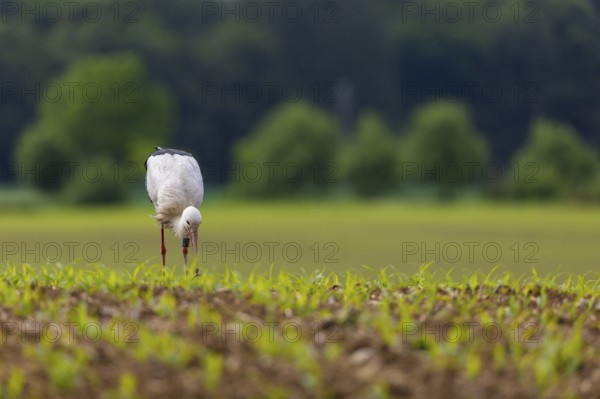White stork (Ciconia ciconia), eating worm, farmland, Göggingen, Sigmaringen district,