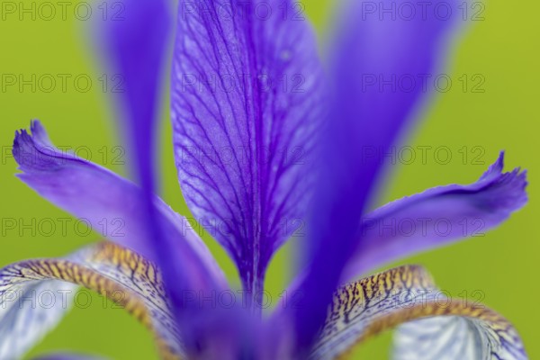Siberian iris (Iris sibirica), Iris family (Iridaceae), Eriskircher Ried, Baden-Württemberg,