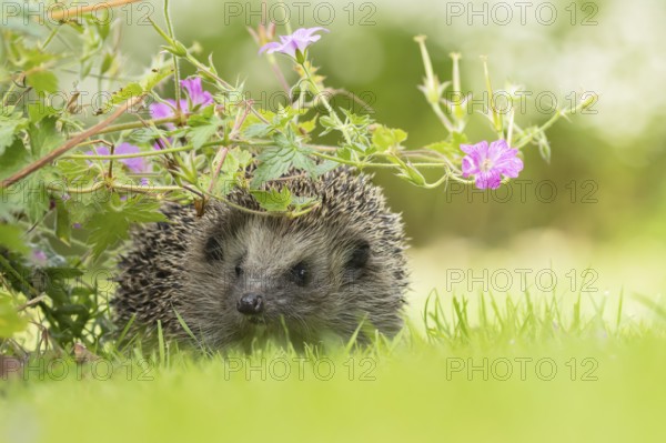 European hedgehog (Erinaceus europaeus) adult animal on a grass lawn under a flowering geranium
