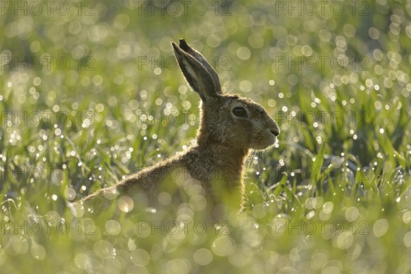 European hare (Lepus europaeus) sitting in a field in the early morning light, dewdrops glisten and