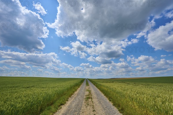 A gravel path leads through a wide wheat field under a sky with dramatic clouds, summer, Retzstadt,