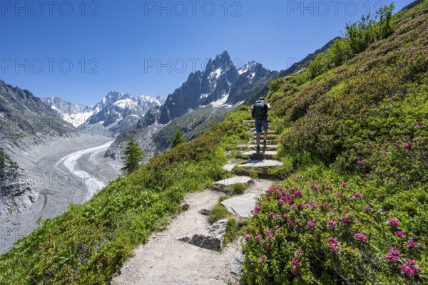 Picturesque mountain landscape with blooming alpine roses, imposing mountain peaks and glaciers,