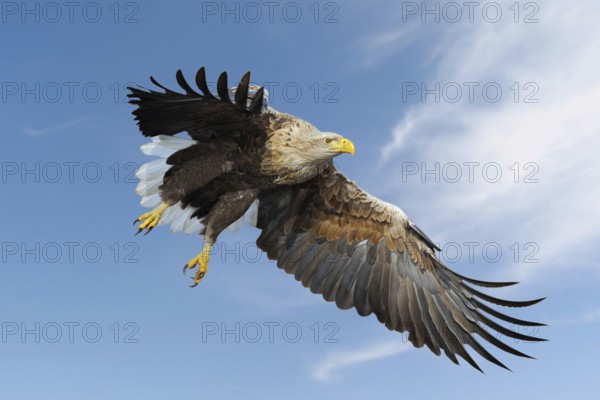 White-tailed Eagle, Sea Eagle (Haliaeetus albicilla) impressive adult, in flight against blue sky,