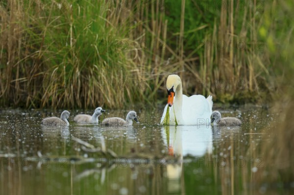 A swan with its chicks swimming in a pond, surrounded by green nature, Mute Swan, (cygnus olor),