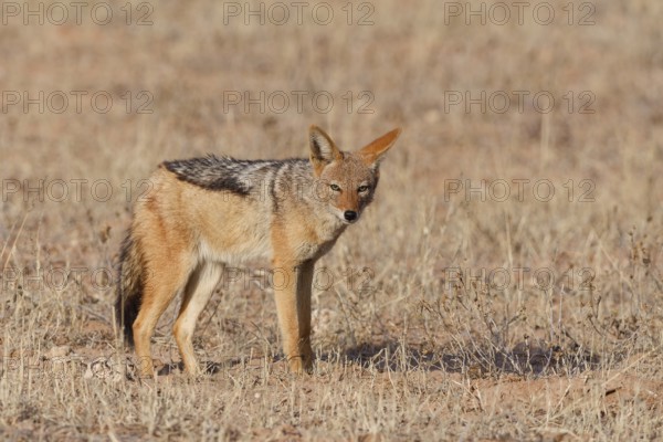Black-backed jackal (Lupulella mesomelas), standing in the dry grass, looking at camera, alert,