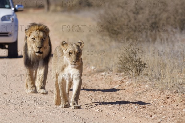 African lions (Panthera leo), two adults, male and female, walking on a dirt road, followed by an
