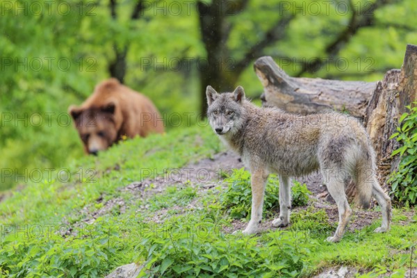 Situation awareness is crucial! A Eurasian gray wolf (Canis lupus lupus) is surprised by a European