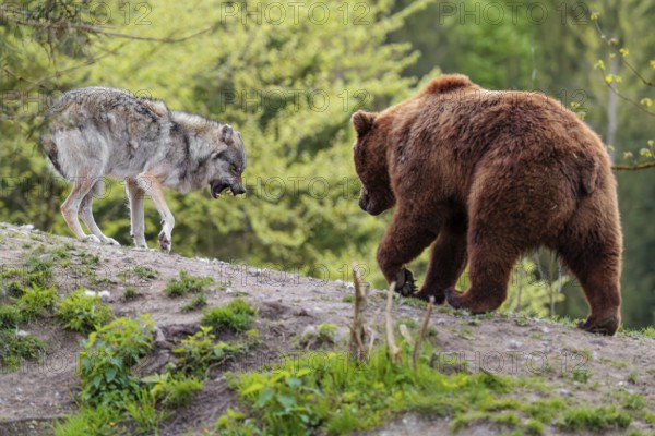 A Eurasian gray wolf (Canis lupus lupus) encounters a European brown bear (Ursus arctos arctos) in