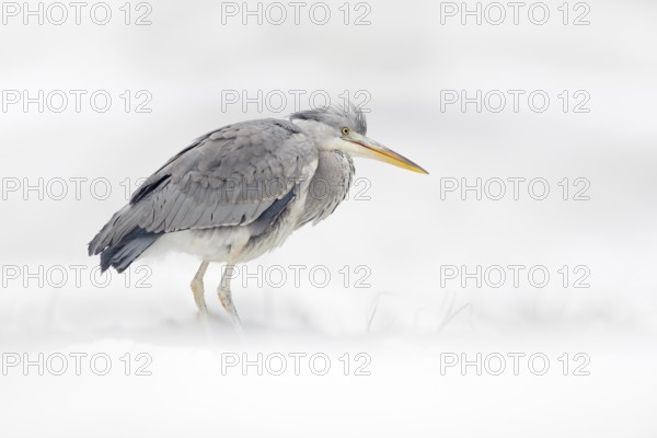 Grey Heron in white snow, wind during cold winter. Wildlife scene from Poland nature. Snow storm