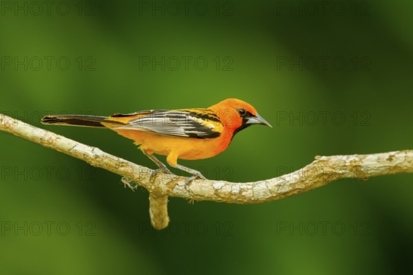 Streak-backed Oriole Icterus pustulatus microstictus El Tuito, Jalisco, Mexico 12 June Adult Male