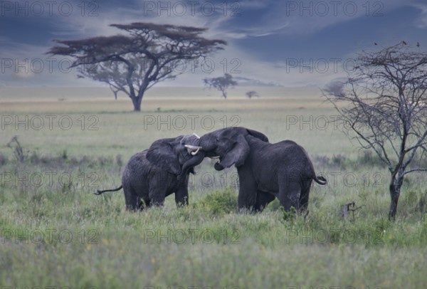 Afrikanischer Elefant (Loxodonta africana) zwei kämpfende Bullen in Savanne, Serengeti National