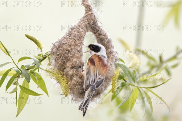 Eurasian Penduline Tit (Remiz pendulinus) male building nest, Saxony-Anhalt, Germany