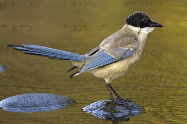 Iberian Magpie (Cyanopica cooki) juvenile, Castile-La Mancha, Spain