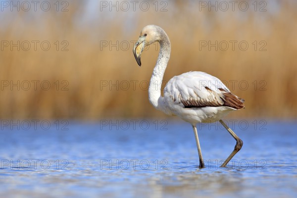 Young Greater Flamingo, Phoenicopterus ruber, nice pink big bird in the blue water, Camargue,