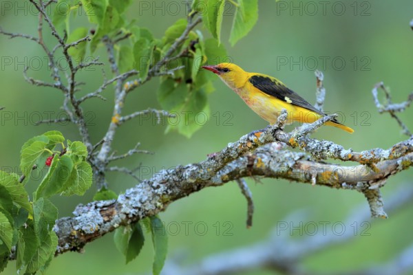 Eurasian Golden Oriole (Oriolus oriolus) male feeding on Black mulberry (Morus nigra) berries,