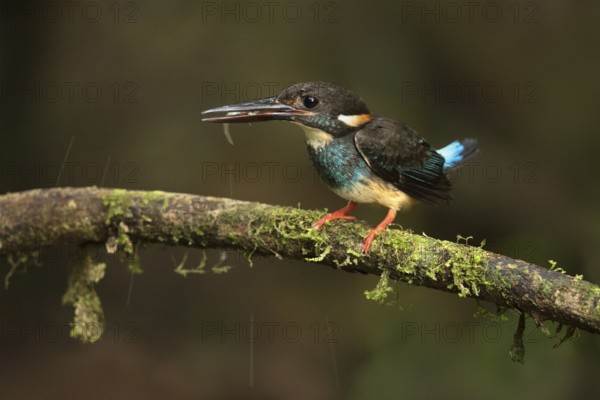 Blue-banded Kingfisher (Alcedo euryzona) male perched on a branch with fish prey in beak, Selangor,