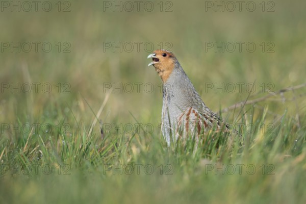 Grey Partridge (Perdix perdix) perched in field, North Rhine-Westphalia, Germany