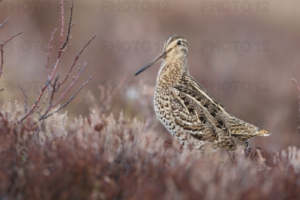 Great Snipe (Gallinago media), Buskerud, Norway