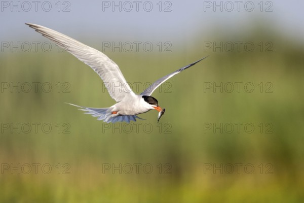 Common Tern (Sterna hirundo) flying with fish prey in beak, Danube Delta, Romania
