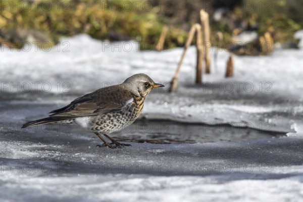 Fieldfare (Turdus pilaris) on an icehole, Mecklenburg-Western Pomerania, Germany