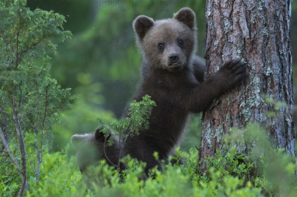 Eurasian Brown Bear (Ursus arctos) cub in forest, Finland