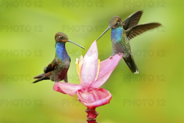 Hummingbird with flower. Rufous-gaped Hillstar, Urochroa bougueri, on ping flower, green and yellow