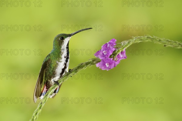 Hummingbird Green-breasted Mango sitting on pink flower. Wild tropic bird in the nature habitat,