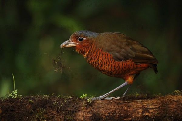 Giant antpitta, Grallaria gigantea, bird family Grallariidae, from Colombia, Ecuador and far