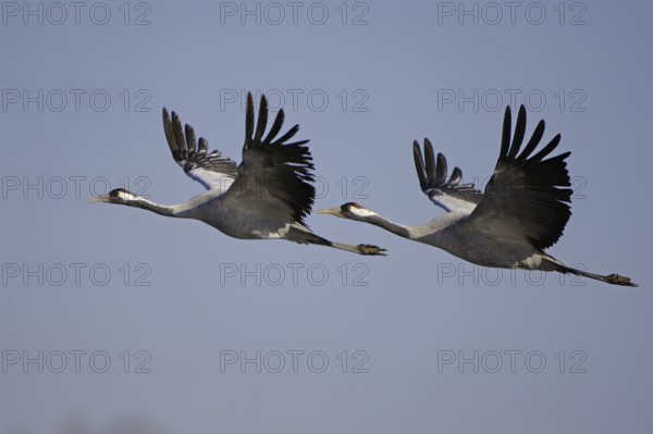 Common Crane (Grus grus) flying, Vaestergoetland, Sweden