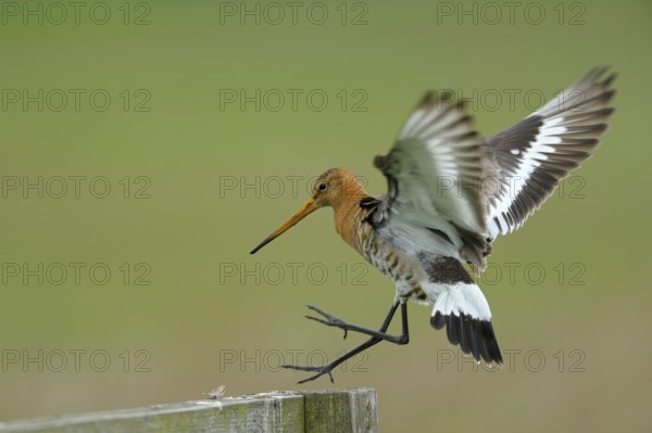 Uferschnepfe (Limosa limosa), Black-tailed Godwit, landender Altvogel auf Sitzwarte, Mai, Nijkerk,