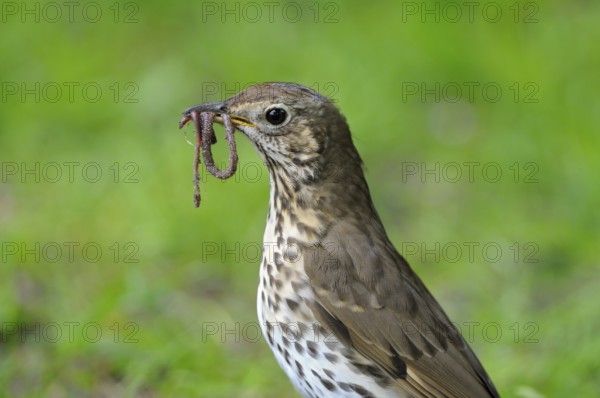 Singdrossel (Turdus philomelos), Song Thrush, Altvogel bei der Futtersuche, mit Wuermern im