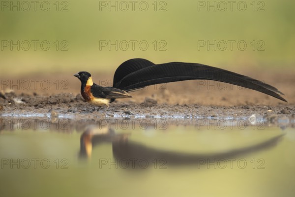 Long-tailed Paradise Whydah (Vidua paradisaea), South Africa