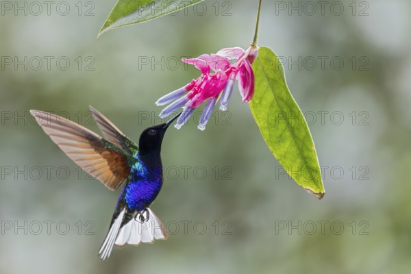 Velvet-purple Coronet (Boissonneaua jardini) flying while feeding at a flower in Colombia, South