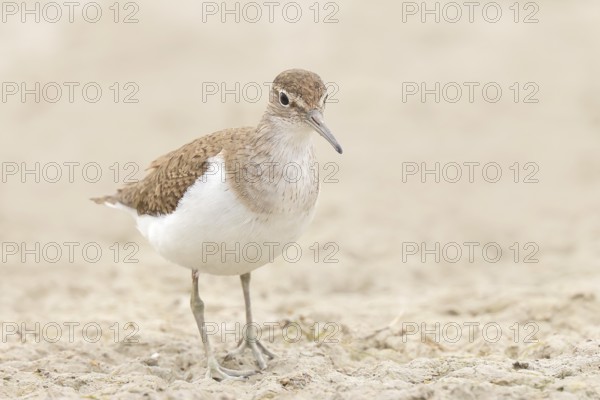 Common sandpiper (Actitis hypoleucos) looking for food at the edge of a body of water, wildlife,