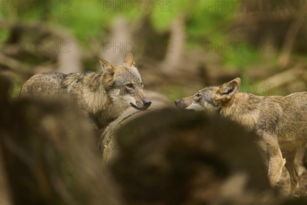 Two wolves in the forest facing each other, one resting its head on a log, Wolf (Canis Lupus),