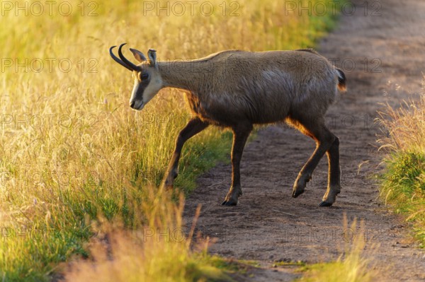 A chamois walks along a path surrounded by golden grass, chamois, chamois, (Rupicapra rupicaprae),