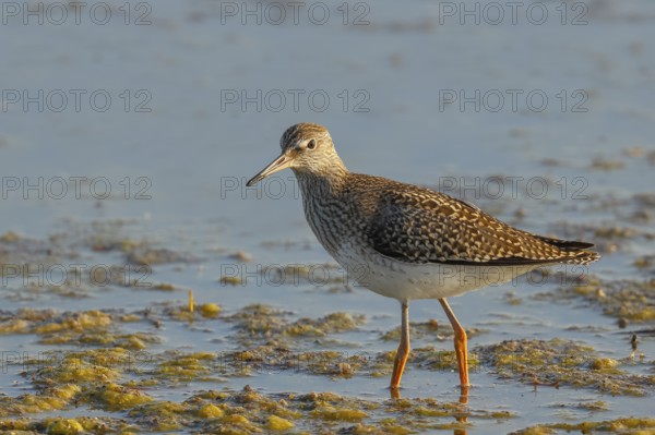 Wood Sandpiper (Tringa glareola) standing in shallow water, Wildlife, Animals, Birds, Snipe family,