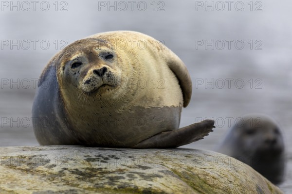 Harbour seal (Phoca vitulina) lying on a stone in the water, Mammals (Mammalia), Gravnesodden,