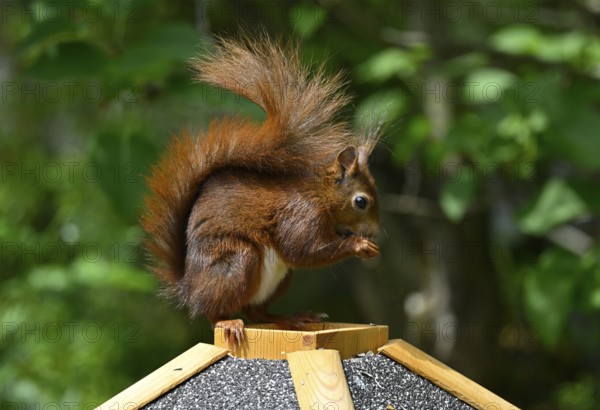 Eurasian red squirrel (Sciurus vulgaris), sitting on bird house, eating, Stuttgart,
