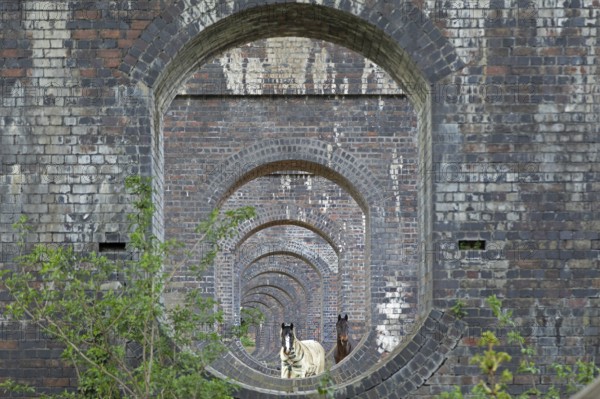View through openings in piers of a railway viaduct, horses, Stanway, Broadway, The Cotswolds,