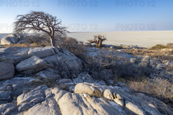 African baobab or baobab tree (Adansonia digitata), between round rocks with view over the salt pan