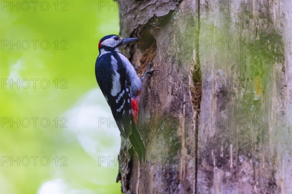 Pileated Woodpecker (Dendrocopos major) at the breeding cavity, Piciformes, Göggingen,