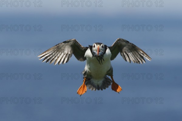 Atlantic Puffin (Fratercula arctica) incoming, carrying sandeels in bill, Farne Islands, United