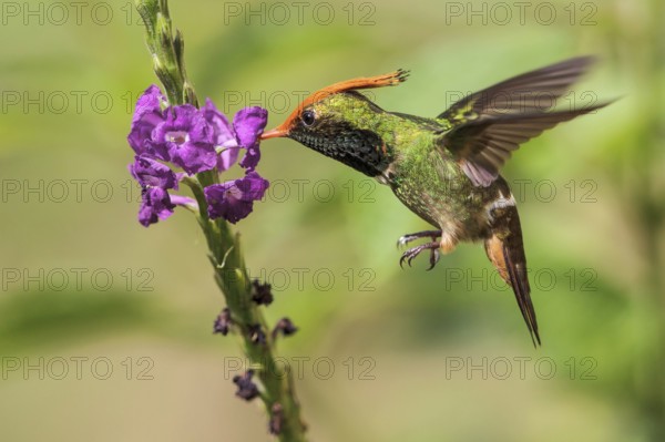 Rufous-crested Coquette (Lophornis delattrei) flying while feeding at a flower in Manu National