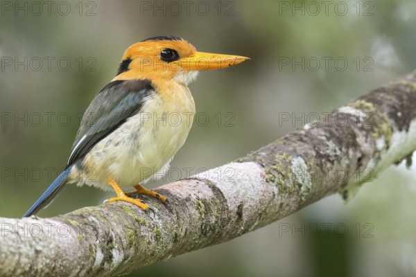 Yellow-billed Kingfisher (Syma torotoro) perched on a branch in Papua New Guinea