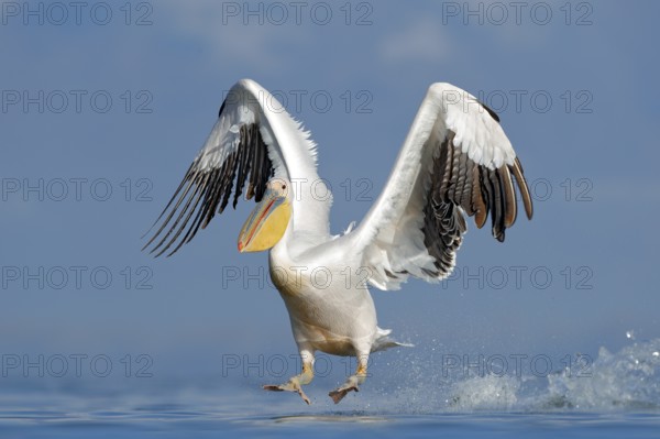 Dalmatian pelican, Pelecanus crispus, landing in Lake Kerkini, Greece. Pelican with open wings.