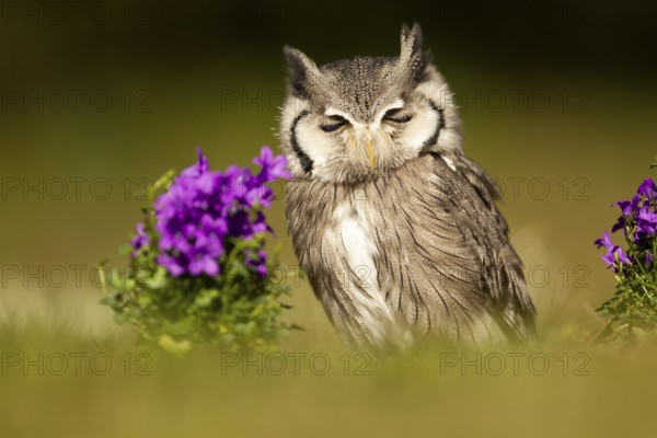 Southern White-faced Owl (Ptilopsis granti) captive, Germany