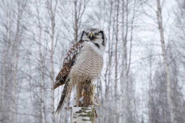 Owl, snow Finland. Nature of north Europe. Snowy winter scene with hawk owl, larch tree. Hawk Owl