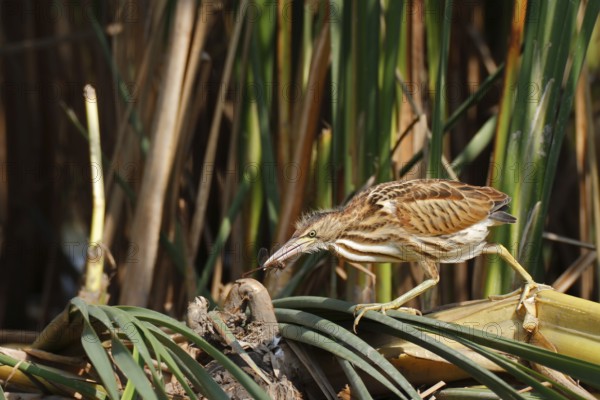 Little Bittern (Ixobrychus minutus) juvenile with dragonfly in beak, Saxony-Anhalt, Germany